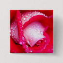 Sök efter steg blommor Rosa ros