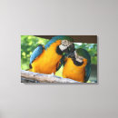 Sök efter macaws Kärlek