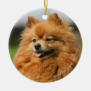 Sök efter pomeranian julgransprydnader Loulou