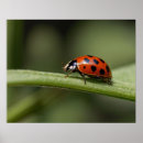 Sök efter ladybugs posters Natur