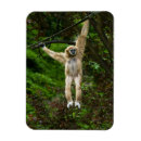 Sök efter gibbon magneter Djur