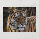 Sök efter vildkatter vykort Tiger