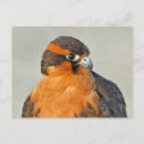 Sök efter falcon vykort Hök