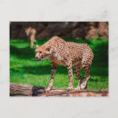 Sök efter jubatus Cheetah