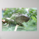 Sök efter leguan posters Reptilar
