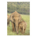 Sök efter indisk elefant posters Corbett