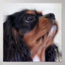 Sök efter spanielvalp Charles