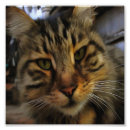 Sök efter målad katt posters Kissekatt