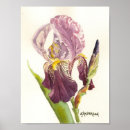Sök efter skäggig iris Botanisk