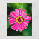 Sök efter zinnias vykort Natur