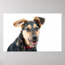Sök efter hundvalp posters Söt