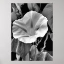 Sök efter morgonhärlighet Blommor