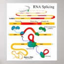 Sök efter rna Biologi