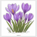 Sök efter krokusblomma Lila