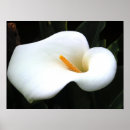 Sök efter calla lilly Elegant