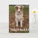 Sök efter australian shepherd vykort Vän