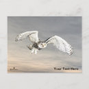 Sök efter snöuggla Arktisk