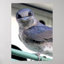 Sök efter purpurfärgad posters Fågel