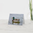 Sök efter simning fotografi Anka