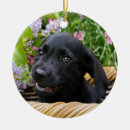 Sök efter jul för labrador retriever För henne