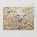 Sök efter lamb vykort Djur