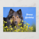 Sök efter sheltie Hund