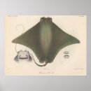 Sök efter stingray posters För alla