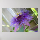 Sök efter fantasibilder Passionsblommor