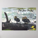 Sök efter ducky posters Ankor