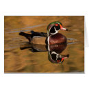 Sök efter björn drake Anka