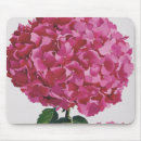 Sök efter vanlig hortensia Blommor