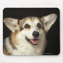 Sök efter corgi musmattor Fotografi
