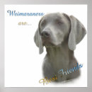 Sök efter weimaraners Hund