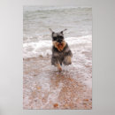 Sök efter miniatyr posters Schnauzer