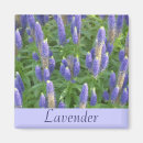 Sök efter lavendel magneter Blommor