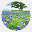 Sök efter texas bluebonnet Vilda blommor