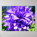 Sök efter campanula Blommor