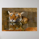 Sök efter bengal katt posters Tigrar