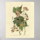 Sök efter svartvit fågel posters Illustration