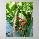 Sök efter heliconia posters Hawaii