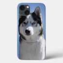 Sök efter sledhund Husky