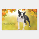 Sök efter boston terrier klistermärken Valp