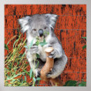 Sök efter koala posters Söt