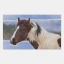 Sök efter horse klistermärken Husdjur