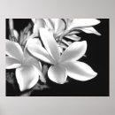Sök efter plumeria fotografi Vit