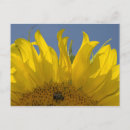 Sök efter solros vykort Solblommor