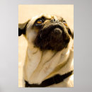 Sök efter mops posters Litet