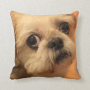 Sök efter shihtzu Gulligt