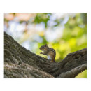 Sök efter chipmunk posters Skog