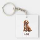 Sök efter goldendoodle Hund aveln